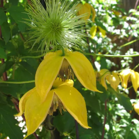 Clematis Bill Mackenzie, arbust decorativ