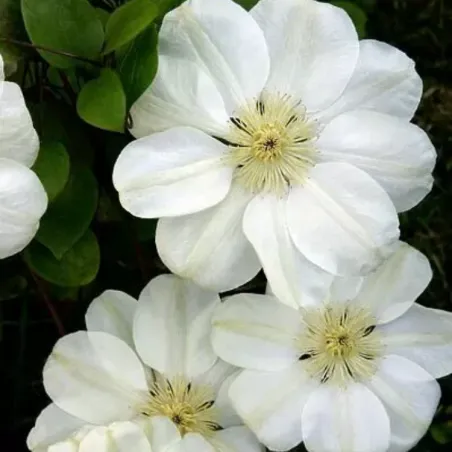 Clematis Marie Boisselot, arbust decorativ