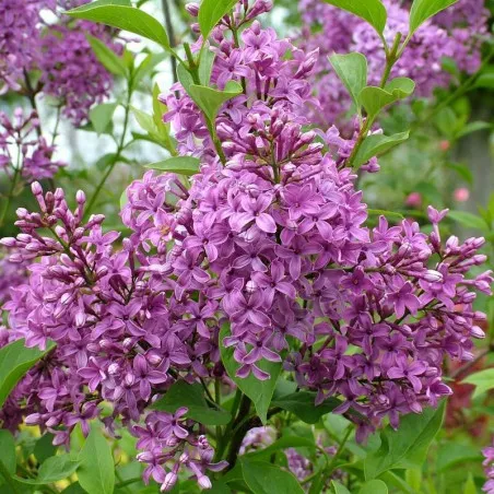 Liliac Saugeana, arbust decorativ cu rădăcina protejată