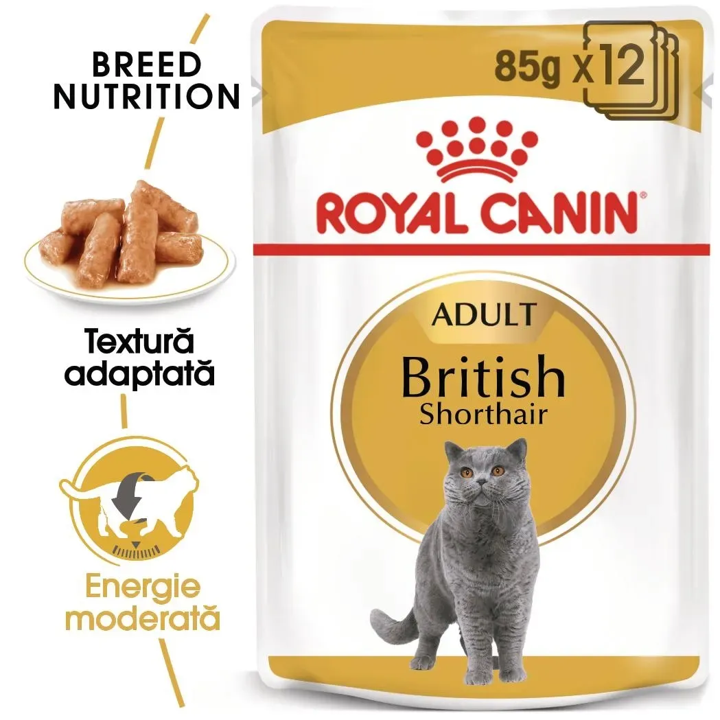 Royal Canin British Shorthair Adult hrana umeda pisica (in sos), 12 x 85 g